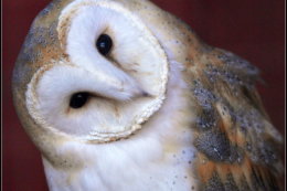 BARN OWL
