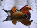 mandarin duck