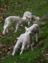 young lambs