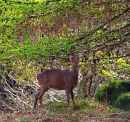young doe feeding on tree