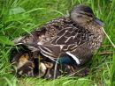 mallard with young