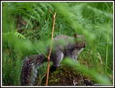 grey squirel