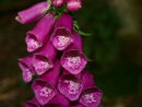 foxglove