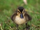 duckling