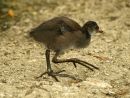 young moorhen