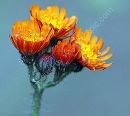 orange hawkweed