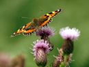 small tortoiseshell