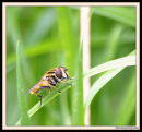 macro HOVERFLY