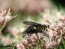 fly in close up