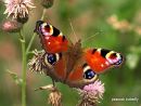 peacock butterfly