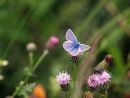 common blue