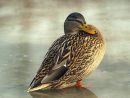 hen mallard