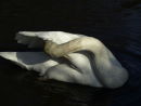 preening trumpeter swan