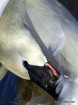 PREENING SWAN