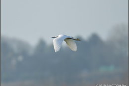 little egret over martin mere