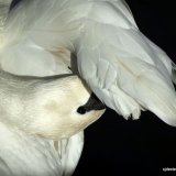 preening swan