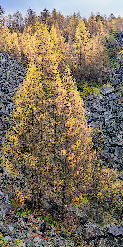 Autumn, Hodge Close, Lake District, England (#2)