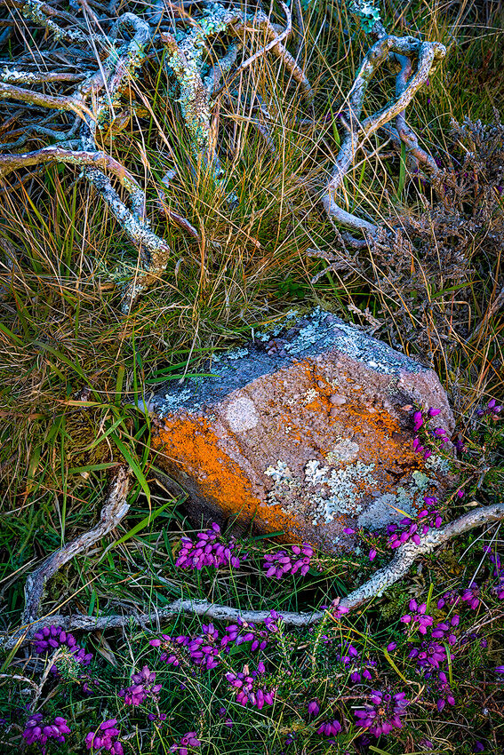 Algae, Heather and Stone, Gower, Wales.
