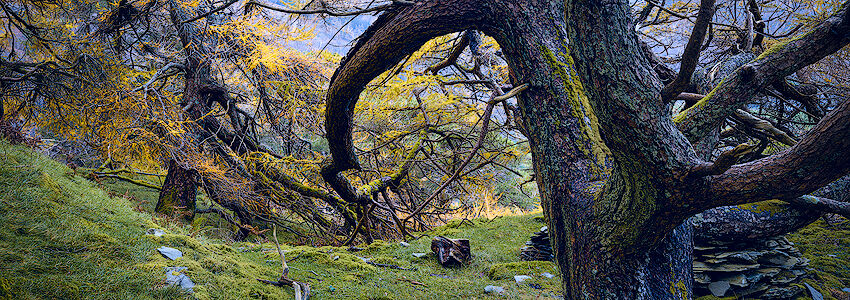 Castlecrag Larch, Lake District, England