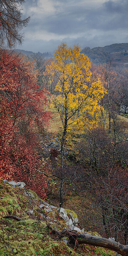 Autumn, Hodge Close, Lake District, England