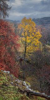 Autumn, Hodge Close, Lake District, England