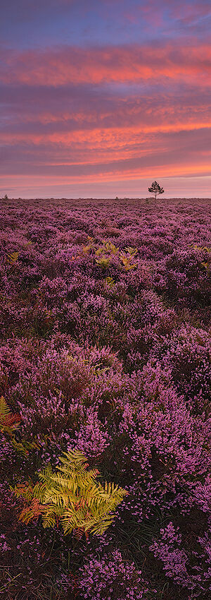 New Forest Heathland, England, UK