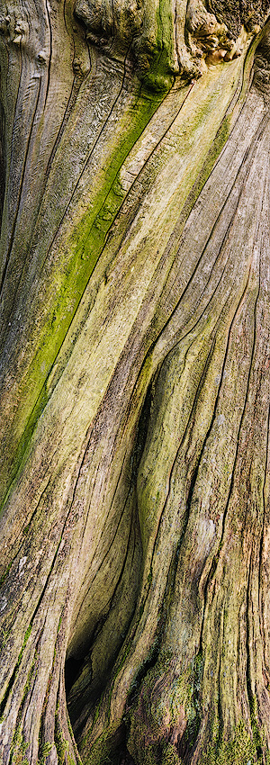 Dead tree bark, Vale of Ewyas, Brecon Beacons, Wales.