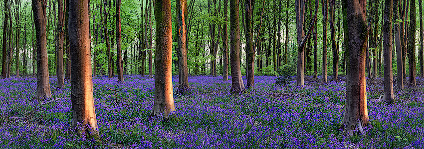 Blubells, Wiltshire, England.