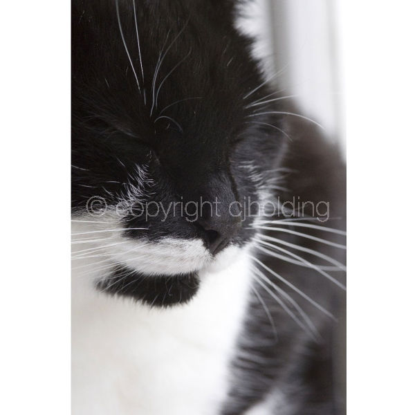 'Cat Nap' portrait (C002)