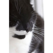 'Cat Nap' portrait (C002)