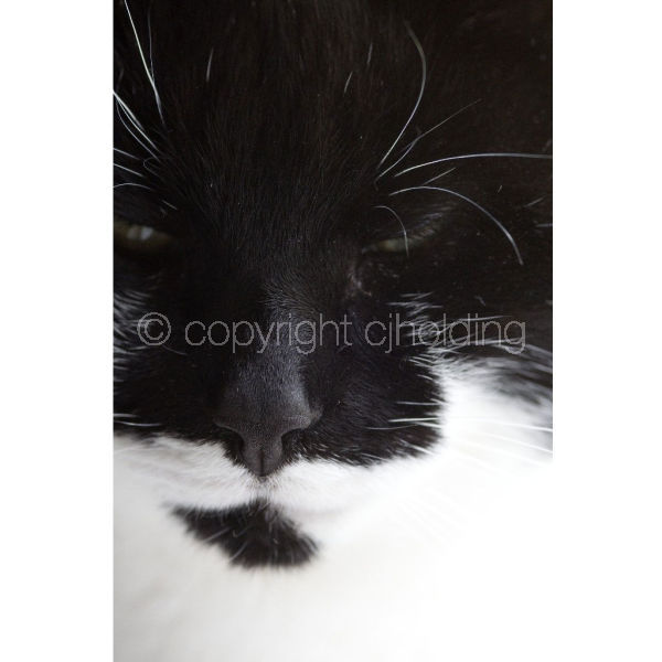 'Who's Boss...?' (C003)