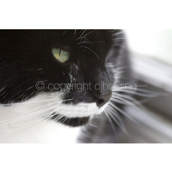 'Bird Watching' (C004)