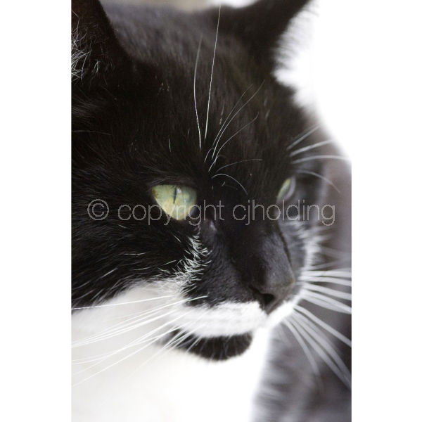 'Bird Watching' portrait (C005)