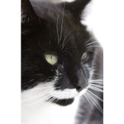 'Bird Watching' portrait (C005)