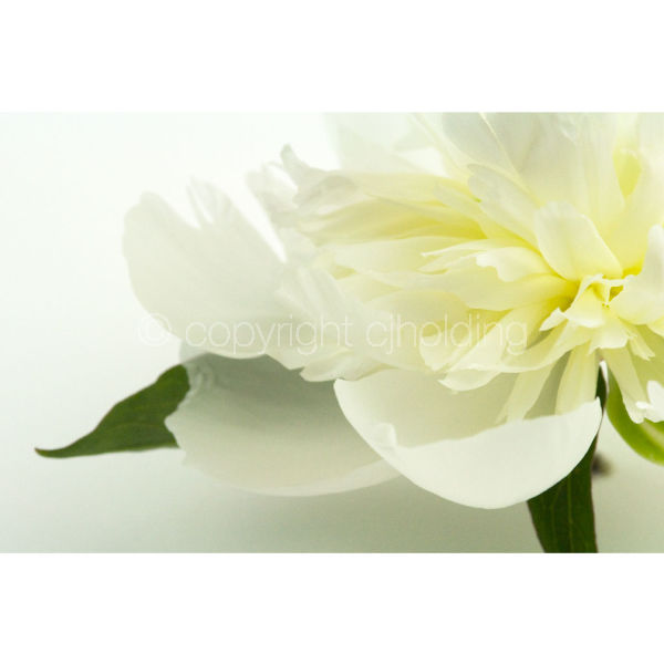 Duchess De Nemours (DDP001)