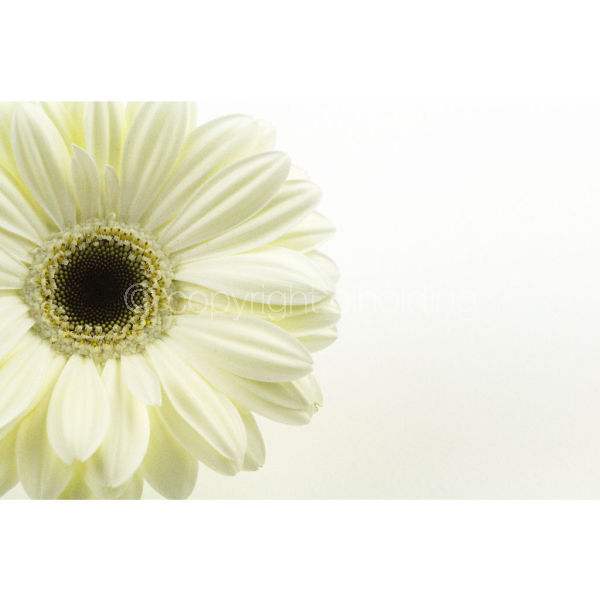 Gerbera (G001)