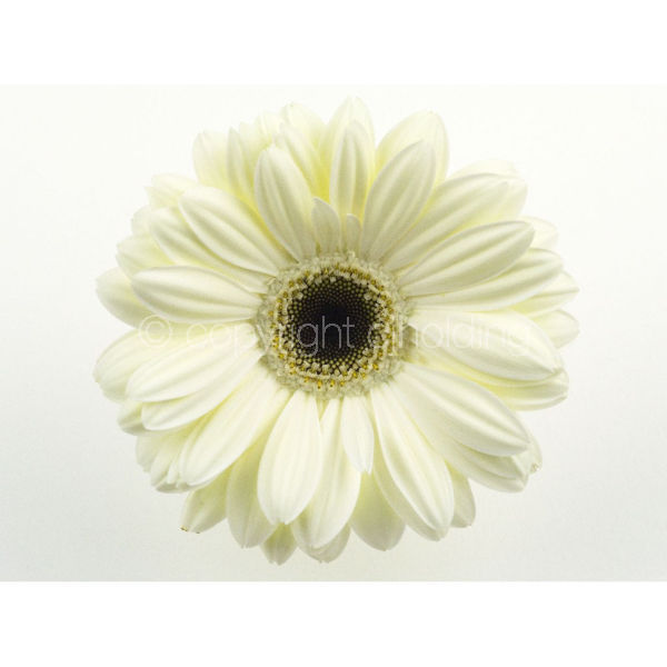 Gerbera (G002)