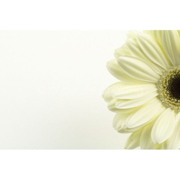 Gerbera (G003)