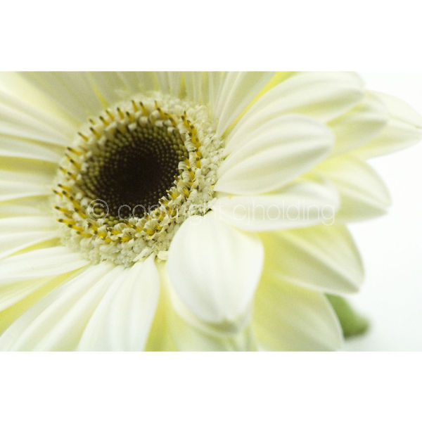 Gerbera (G004)