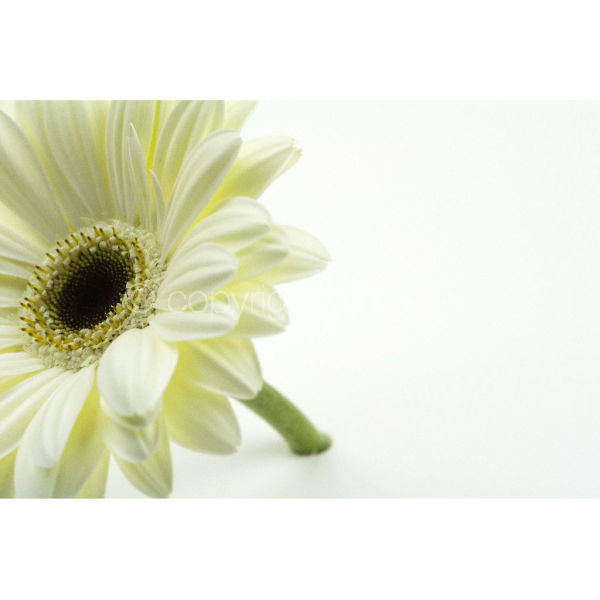 Gerbera (G005)