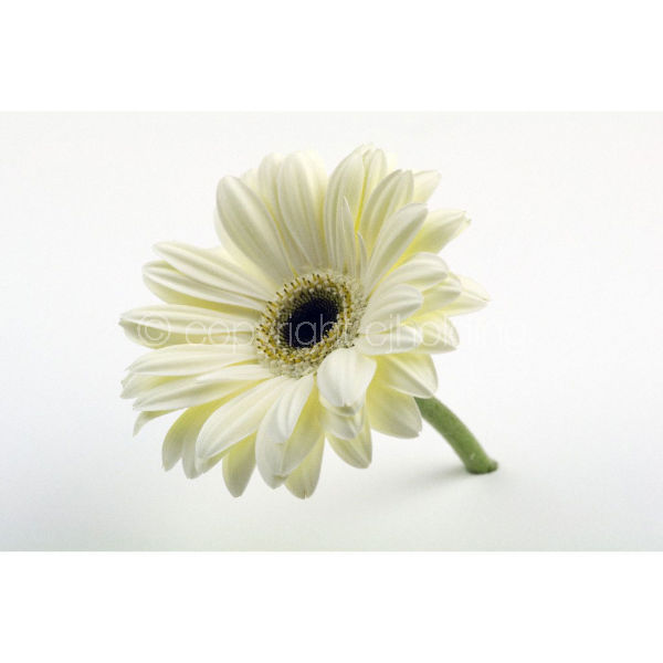Gerbera (G006)
