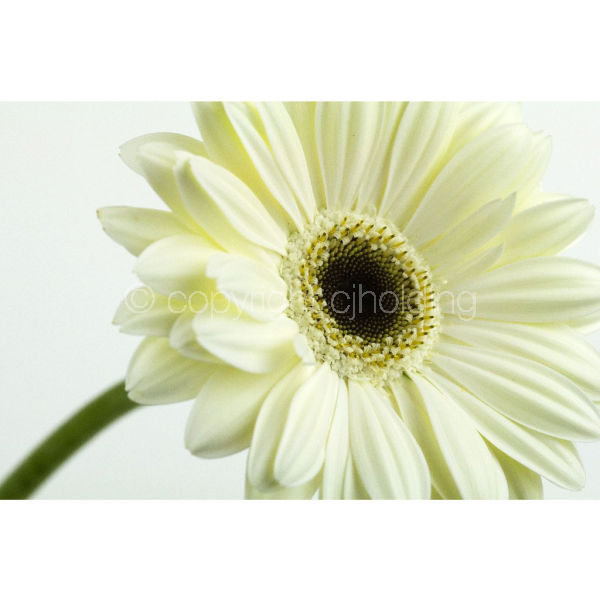 Gerbera (G007)