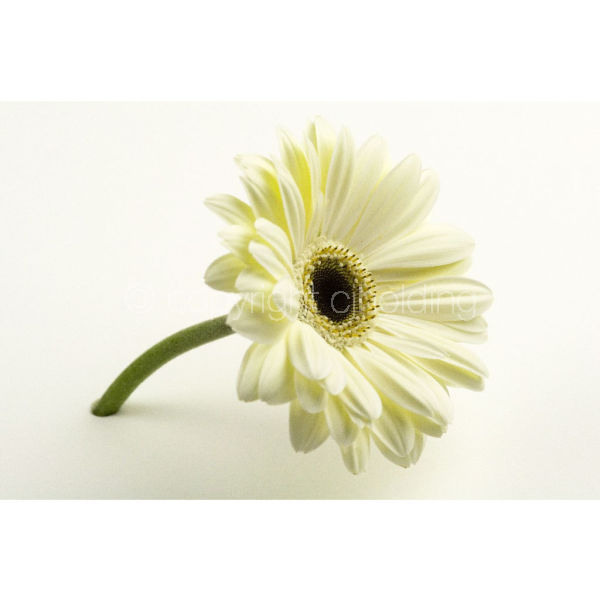 Gerbera (G008)