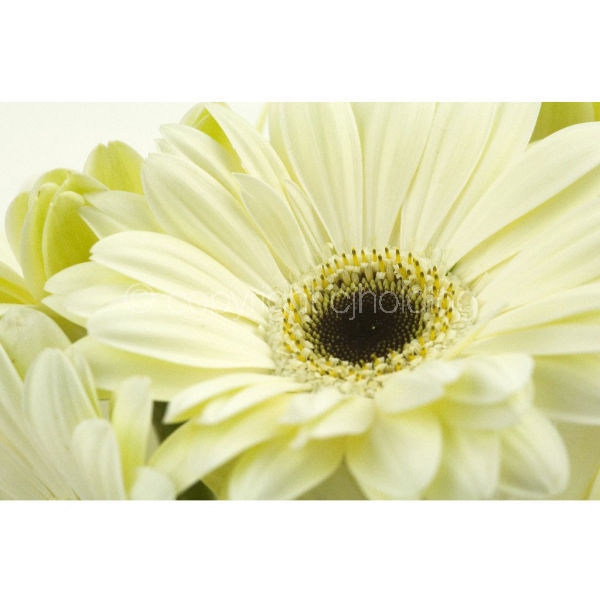 Gerbera (GG001)