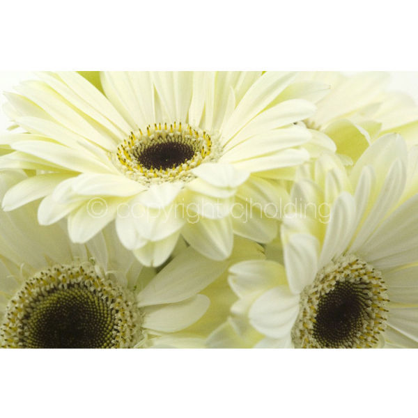 Gerbera (GG002)