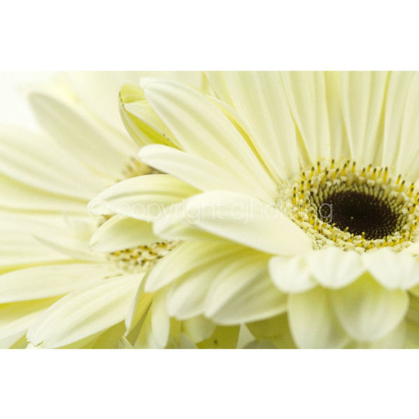 Gerbera (GG003)