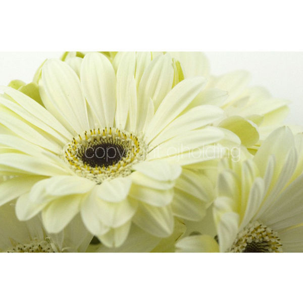 Gerbera (GG004)