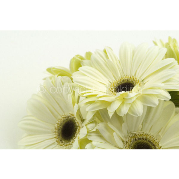Gerbera (GG006)