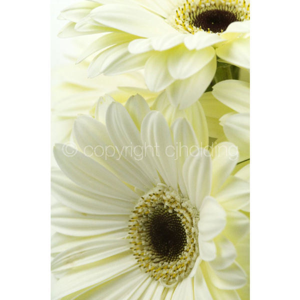 Gerbera (GG007)