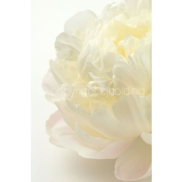 Gardenia Peony (GP001)
